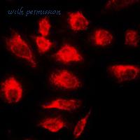 MyBioSource MBS820465 image 3