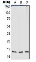 MyBioSource MBS820497 image 1