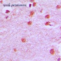 MyBioSource MBS820585 image 2