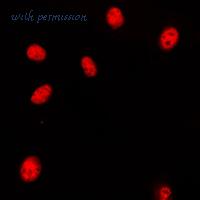 MyBioSource MBS820585 image 3