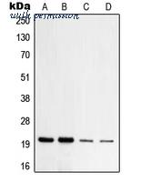 MyBioSource MBS820677 image 1