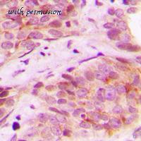 MyBioSource MBS820832 image 2