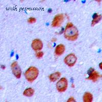 MyBioSource MBS8208382 image 2