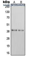 MyBioSource MBS820848 image 1