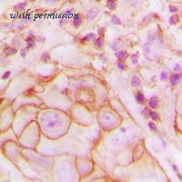 MyBioSource MBS820848 image 2
