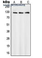 MyBioSource MBS820862 image 1