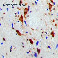 MyBioSource MBS820862 image 2