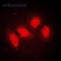 MyBioSource MBS820862 image 3