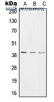 MyBioSource MBS820971 image 1