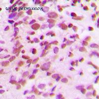 MyBioSource MBS820971 image 2