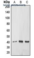 MyBioSource MBS820972 image 1