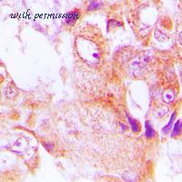 MyBioSource MBS820972 image 2
