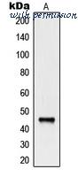 MyBioSource MBS821034 image 1
