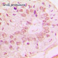 MyBioSource MBS821044 image 2