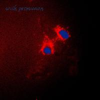 MyBioSource MBS821044 image 3