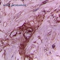 MyBioSource MBS8210940 image 2
