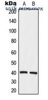 MyBioSource MBS8211333 image 1