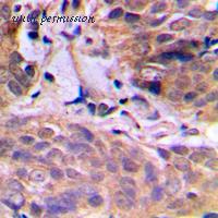 MyBioSource MBS8211333 image 2