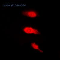 MyBioSource MBS8211333 image 3