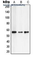 MyBioSource MBS821171 image 1