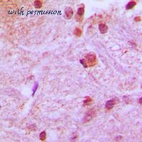 MyBioSource MBS821171 image 2