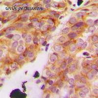 MyBioSource MBS821311 image 2