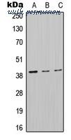 MyBioSource MBS821343 image 1