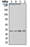 MyBioSource MBS821350 image 1