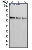 MyBioSource MBS821353 image 1