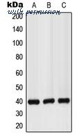 MyBioSource MBS821360 image 1