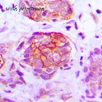 MyBioSource MBS821360 image 2