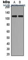 MyBioSource MBS8213918 image 1