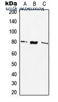 MyBioSource MBS821501 image 1