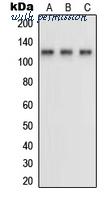 MyBioSource MBS821583 image 1