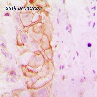 MyBioSource MBS821583 image 2