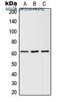 MyBioSource MBS821651 image 1
