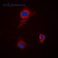 MyBioSource MBS821651 image 2