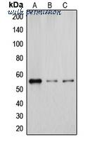 MyBioSource MBS821765 image 1