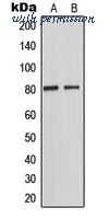 MyBioSource MBS821782 image 1