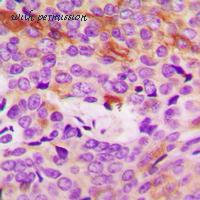 MyBioSource MBS8218169 image 2