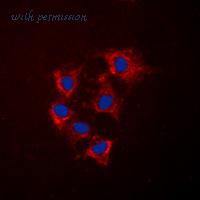 MyBioSource MBS8218169 image 3