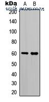MyBioSource MBS8218874 image 1