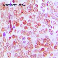 MyBioSource MBS8218874 image 2