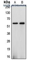 MyBioSource MBS822016 image 1