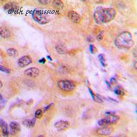 MyBioSource MBS822016 image 2