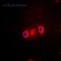 MyBioSource MBS822016 image 3