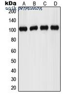 MyBioSource MBS822048 image 1