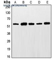 MyBioSource MBS822058 image 1
