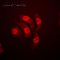 MyBioSource MBS822058 image 3