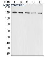 MyBioSource MBS822102 image 1